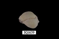 藏品(紫口珊瑚螺)的圖片